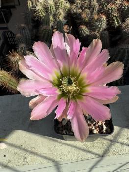 Echinocereus pectinatus
